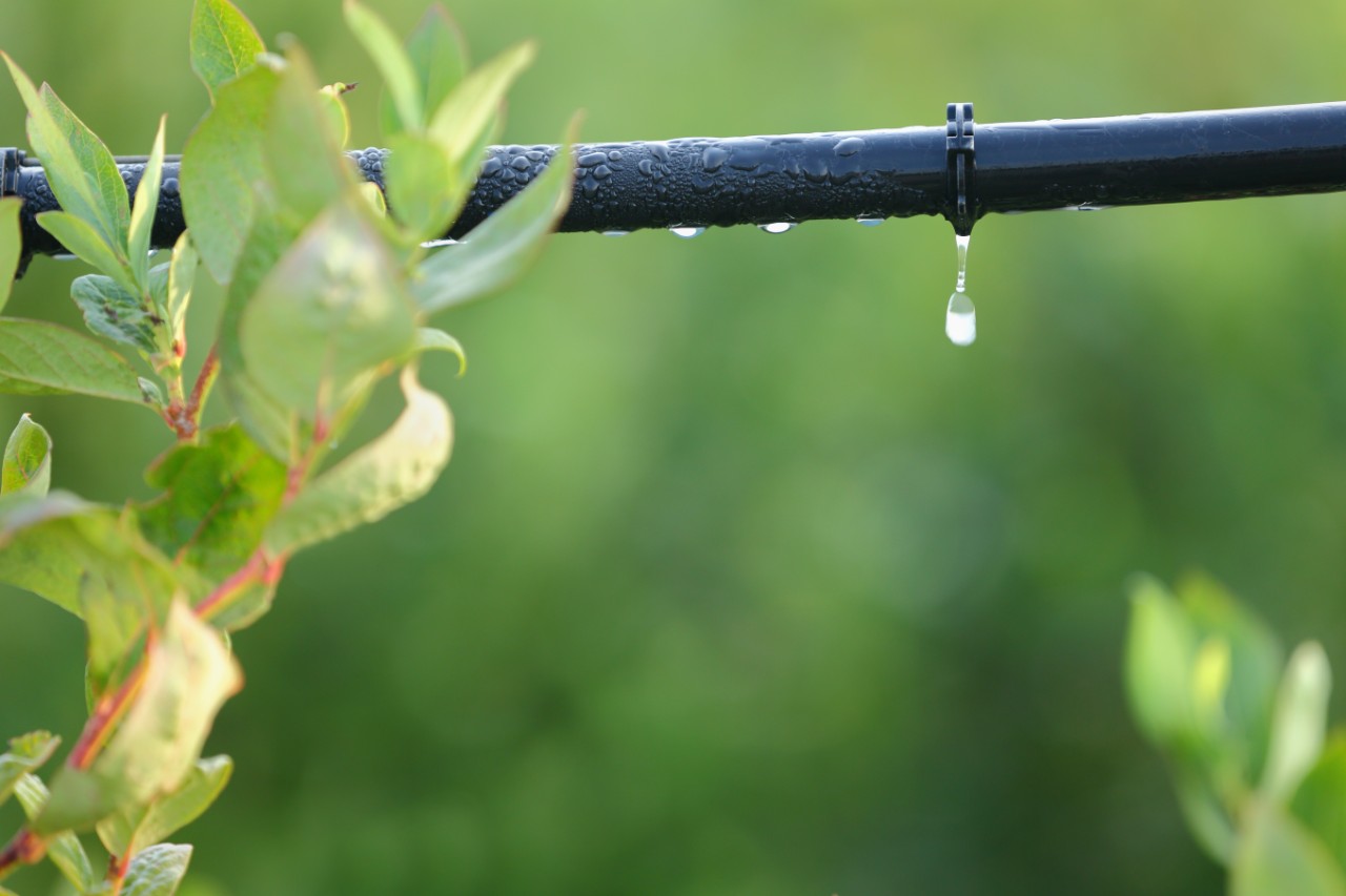 Drip Irrigation System